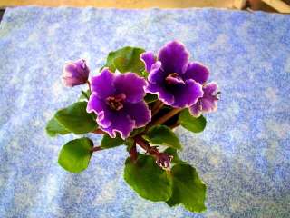 African Violet Plant   Watermelon Bay  