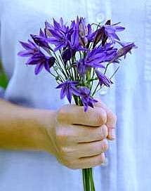 Brodiaea laxa Wild Hyacinth fragrant cut flower 100 seeds  low water 