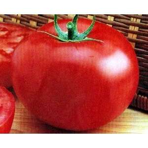  Delicious Tomato 65 Seeds   Excellent Slicer Patio, Lawn 