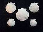 Aequipecten Irradians Fossilized Shell set of