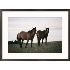  Two wild horses walk across a meadow in the Bighorn Canyon 